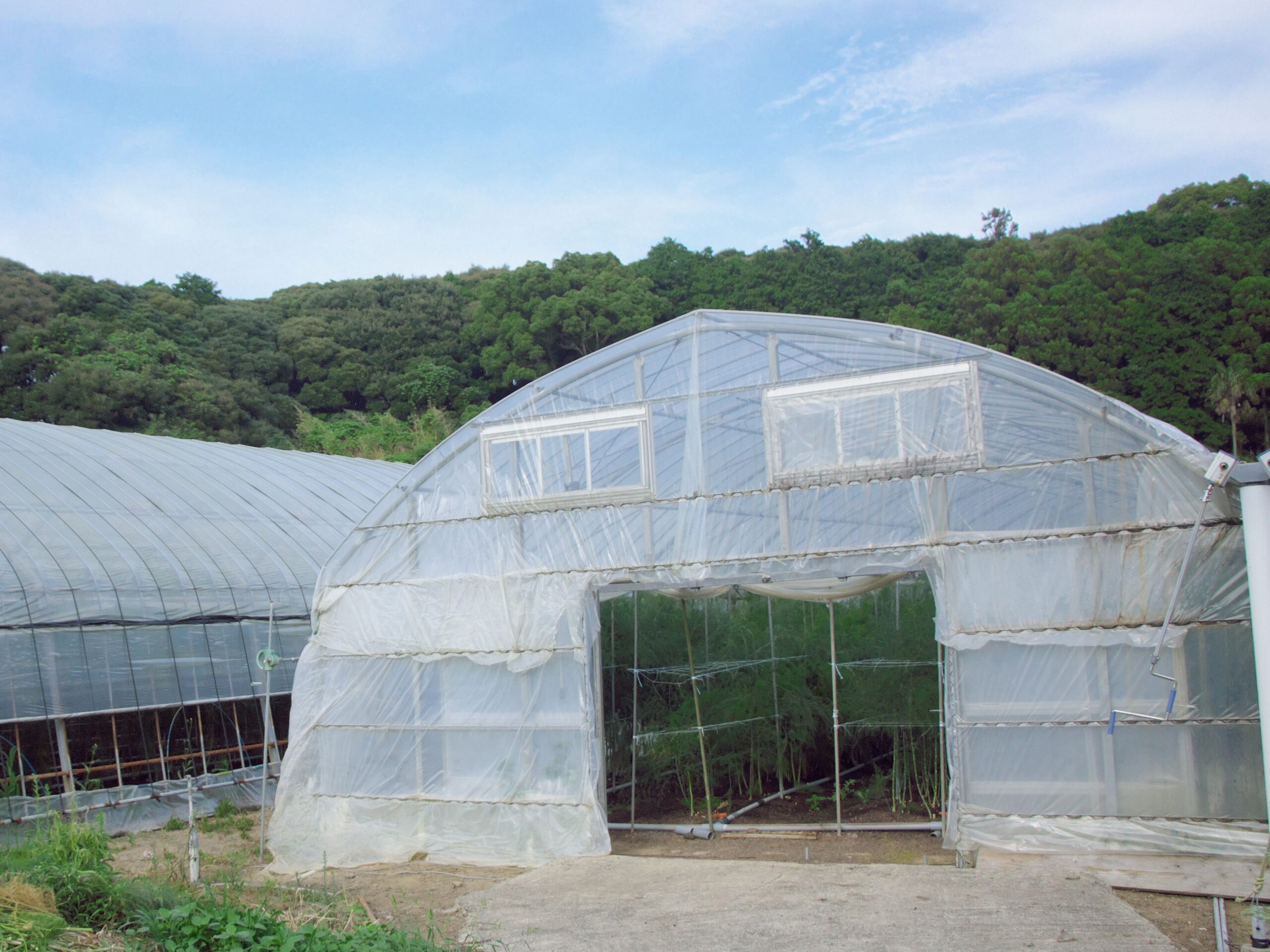 アスパラガスのハウス