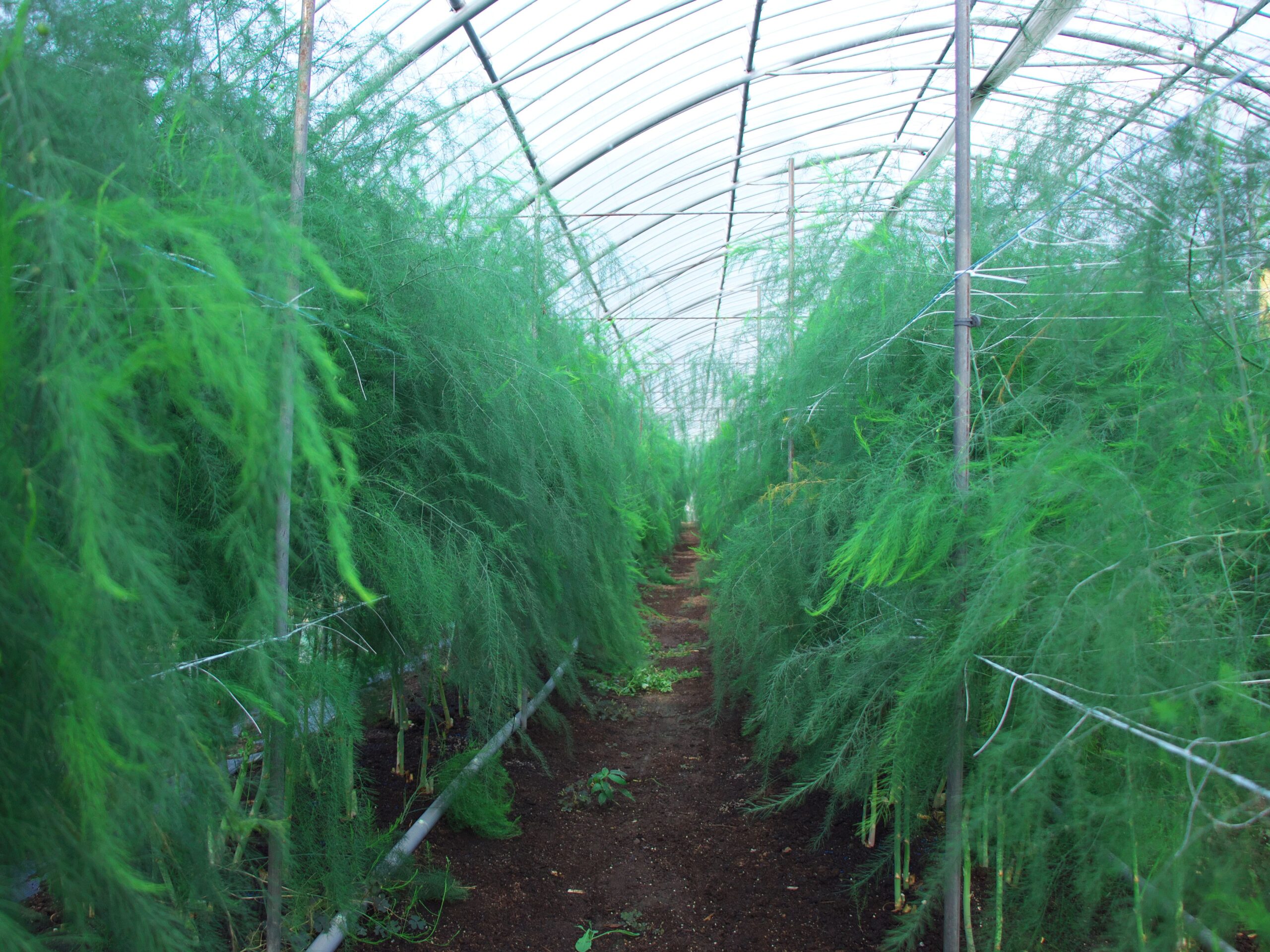 元気に生い茂ったアスパラガス