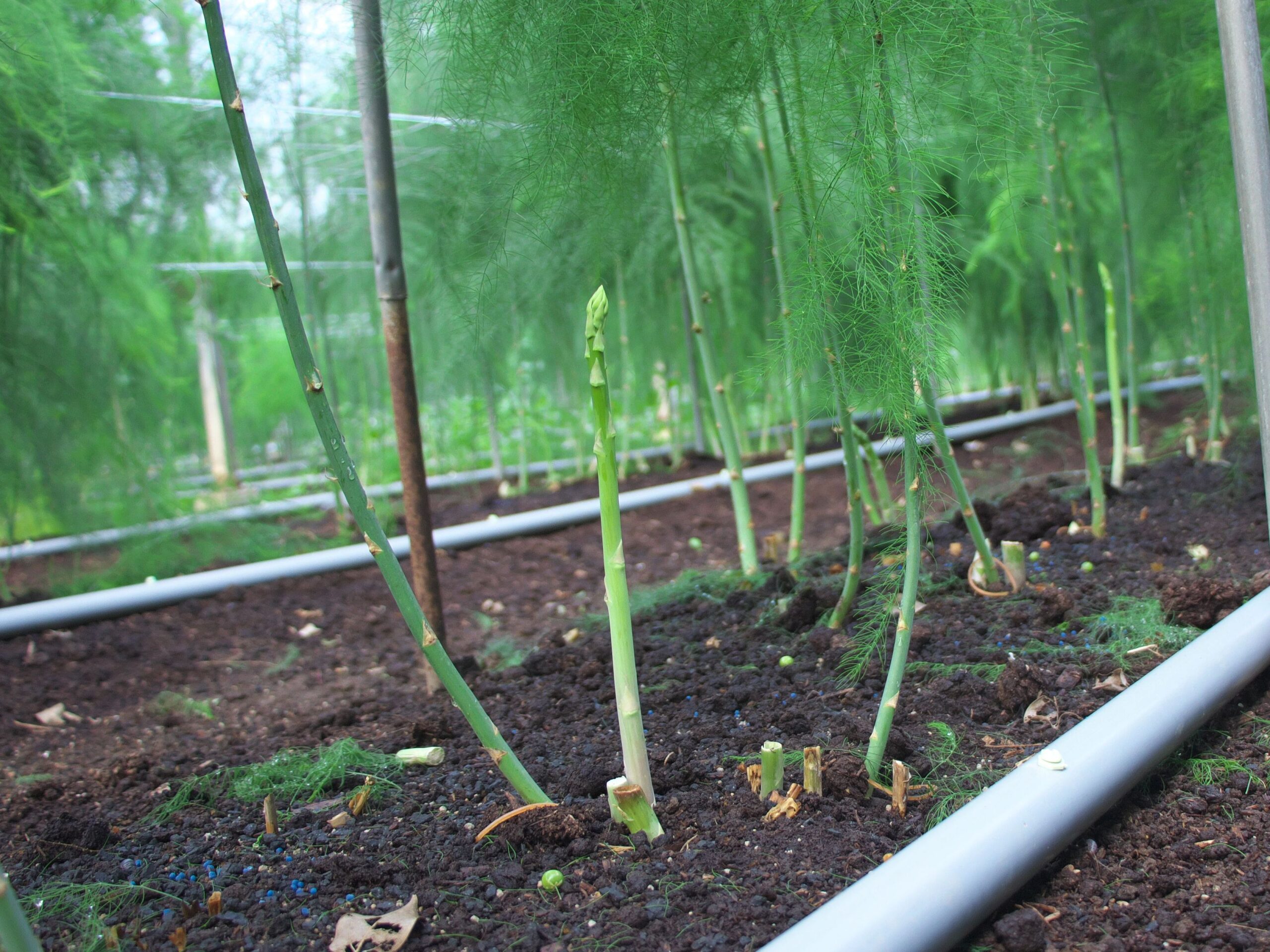 取れたてのアスパラガスを直送します